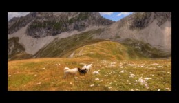 Rencontre avec des patous sous Coste Belle Rencontre avec des patous sous Coste Belle