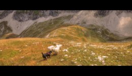 Rencontre avec des patous sous Coste Belle Rencontre avec des patous sous Coste Belle
