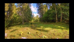 forêt de la Bourre forêt de la Bourre