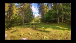 forêt de la Bourre forêt de la Bourre