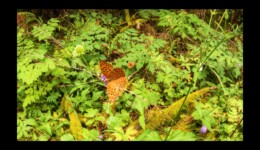 Papillon Papillon