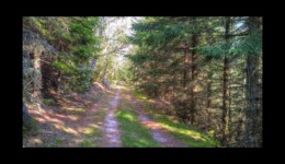 Chemin forestier du Noll Chemin forestier du Noll