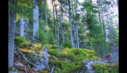 Montée vers le Petit Noll Montée vers le Petit Noll