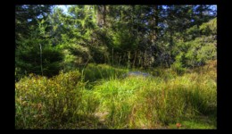 Forêt du Grossmann Forêt du Grossmann