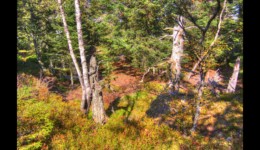 Forêt du Grossmann Forêt du Grossmann