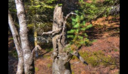 Forêt du Grossmann Forêt du Grossmann