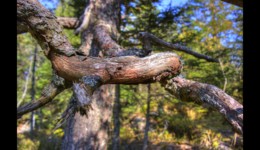Forêt du Grossmann Forêt du Grossmann