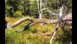 Forêt du Grossmann Forêt du Grossmann