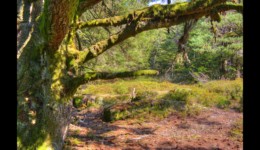 Forêt du Grossmann Forêt du Grossmann