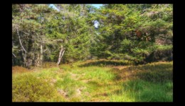 Forêt du Grossmann Forêt du Grossmann