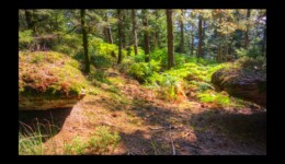 Forêt du Grossmann Forêt du Grossmann