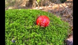 Amanite tue-mouche Amanite tue-mouche