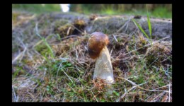 Champignon solitaire Champignon