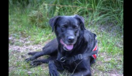 Bella se repose près de l'ancienne MF du Canceley Repos au Canceley