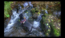 Bella se rafraîchit dans la Canceley Bella se rafraîchit dans la rivière