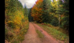 Route forestière de Staufthal Route forestière de Staufthal