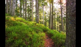 Montée vers le Hengst Montée vers le Hengst