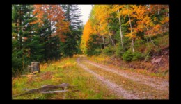 Route Forestière du Langwand Route Forestière du Langwand