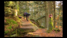 Escalier pour accéder au sommet du Urstein Escalier pour accéder au sommet du Urstein