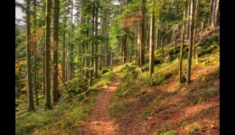 Montée vers le Hengst Montée vers le Hengst