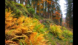 Montée vers le Hengst Montée vers le Hengst