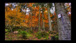 Montée vers le Hengst Montée vers le Hengst