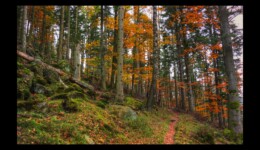 Montée vers le Hengst Montée vers le Hengst