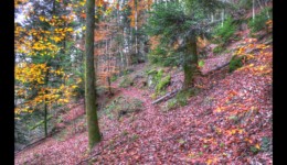 En montant vers la Croix de Beimbach