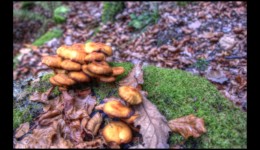 Champignons