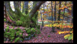 Harreberg-sous les Picards