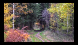 Walscheid - chemin du cimetière gallo-romain