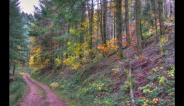 Walscheid - route forestière des 3 Saints