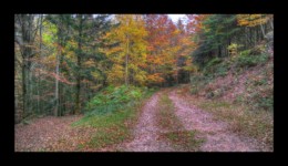 Walscheid - route forestière des 3 Saints