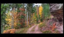 Walscheid - route forestière des 3 Saints