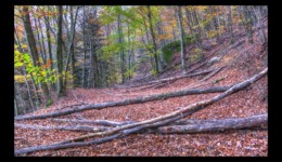 Sous le Fischbachberg