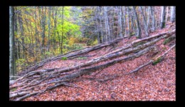 Sous le Fischbachberg
