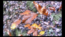 Feuilles d'automne