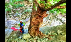 DCIM100GOPROGOPR1363.JPG Bendola : Arbre au bivouac de la résurgence