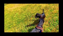 Black & black Black & black