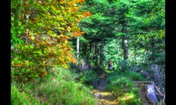 Le sentier monte vers le Hengst Le sentier monte vers le Hengst