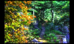 Le sentier monte vers le Hengst Le sentier monte vers le Hengst