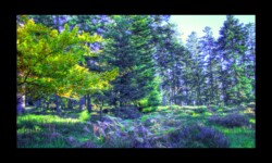Forêt de Michelskopf Forêt de Michelskopf