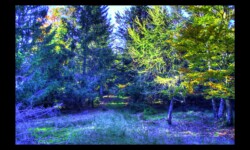 Forêt de Michelskopf Forêt de Michelskopf