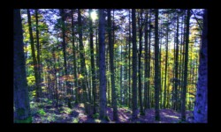 Forêt de Michelskopf Forêt de Michelskopf