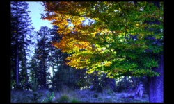 Derniers rayons de soleil Derniers rayons de soleil