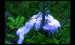 Touffes de poils dans les sapins près du Melkplatz Touffes de poils dans les sapins