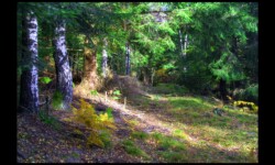 Touffes de poils dans les sapins près du Melkplatz Touffes de poils dans les sapins près du Melkplatz