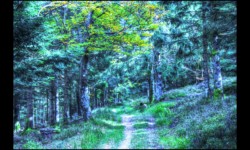 Du Hengst vers le col du Hoellenwasen Du Hengst vers le col du Hoellenwasen