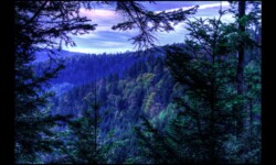 Forêt de l'Eichkopf Forêt de l'Eichkopf