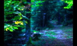 Sur le sentier de Urstein Sur le sentier de Urstein